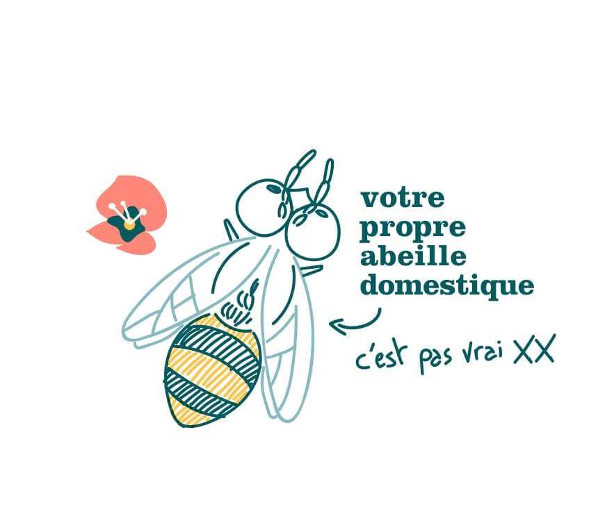abeille bourguignonne